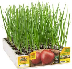 Cebolla Toscana / Roja Florencia 12 Plantas en Pack
