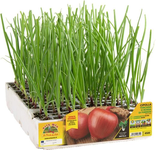 Cebolla Toscana / Roja Florencia 12 Plantas en Pack
