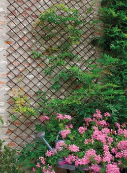 Celosia Willow Trellis 1x2m Nortene