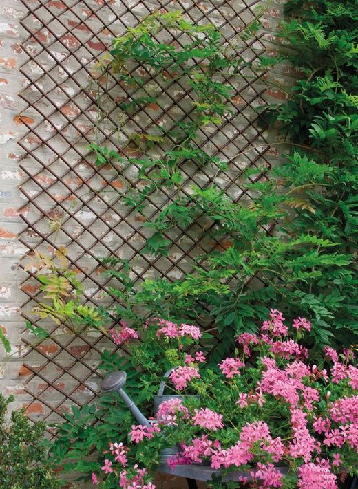 Celosia Willow Trellis 0,5x1,5m Nortene