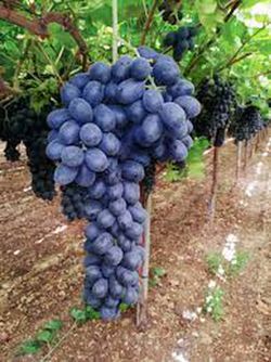 Cepa Pie Bajo - uva de mesa C-19 Autum Royal