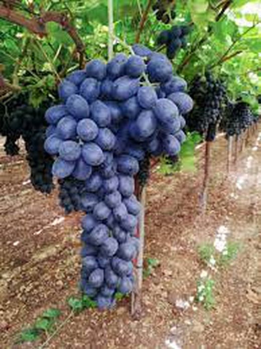 Cepa Pie Bajo - uva de mesa C-19 Autum Royal