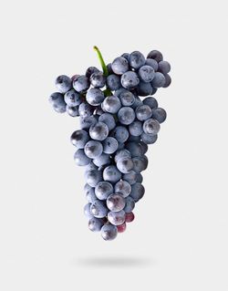 Cepa Pie Bajo - uva de mesa C-19 Autum Royal