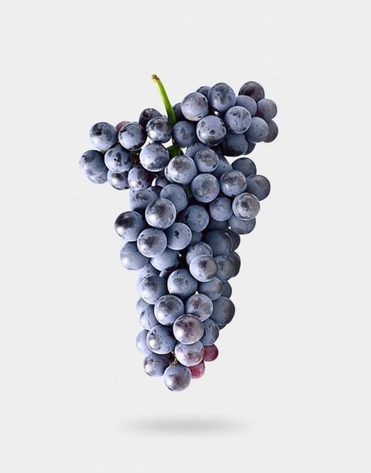 Cepa Pie Bajo - uva de mesa C-19 Autum Royal