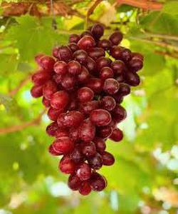 Cepa Pie Bajo - uva de mesa C-19 Crimson