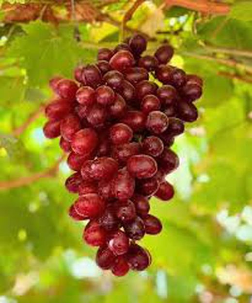 Cepa Pie Bajo - uva de mesa C-19 Crimson