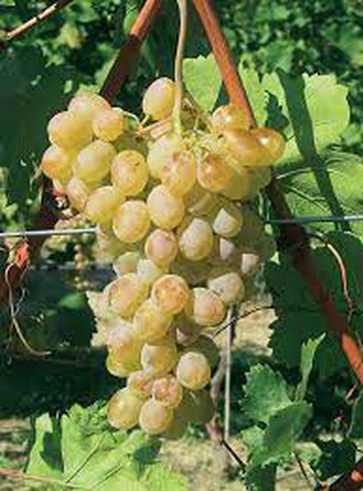 Cepa Pie Bajo - uva de mesa C-19 Rosatti