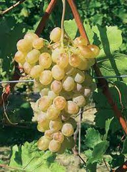 Cepa Pie Bajo - uva de mesa C-19 Rosatti