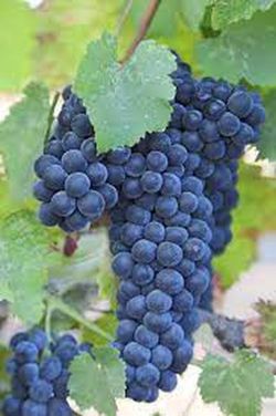 Cepa Pie Bajo - uva para vino C-19 Gabernet Suavignon