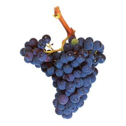 Cepa Pie Bajo - uva para vino C-19 Garnacha