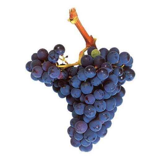 Cepa Pie Bajo - uva para vino C-19 Garnacha