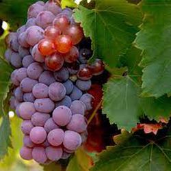 Cepa Pie Bajo - uva para vino C-19 Garnacha