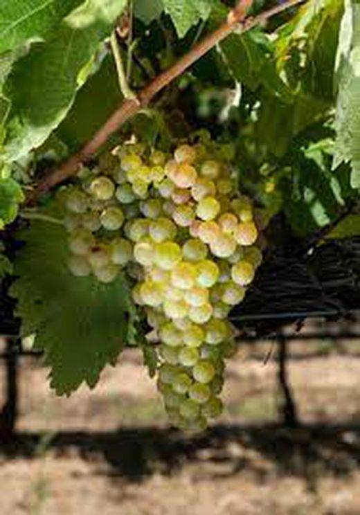 Cepa Pie Bajo - uva para vino C-19 Macabeo