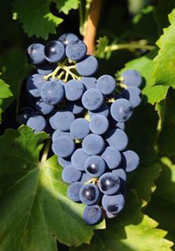Cepa Pie Bajo - uva para vino C-19 Mazuelo