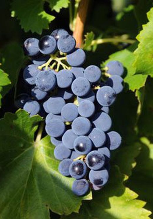 Cepa Pie Bajo - uva para vino C-19 Mazuelo