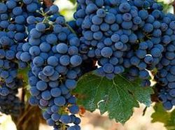 Cepa Pie Bajo - uva para vino C-19 Monastrell