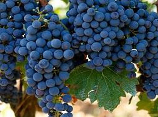 Cepa Pie Bajo - uva para vino C-19 Monastrell