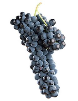 Cepa Pie Bajo - uva para vino C-19 Syrah