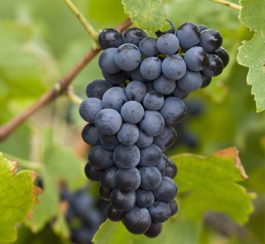 Cepa Pie Bajo - uva para vino C-19 Syrah