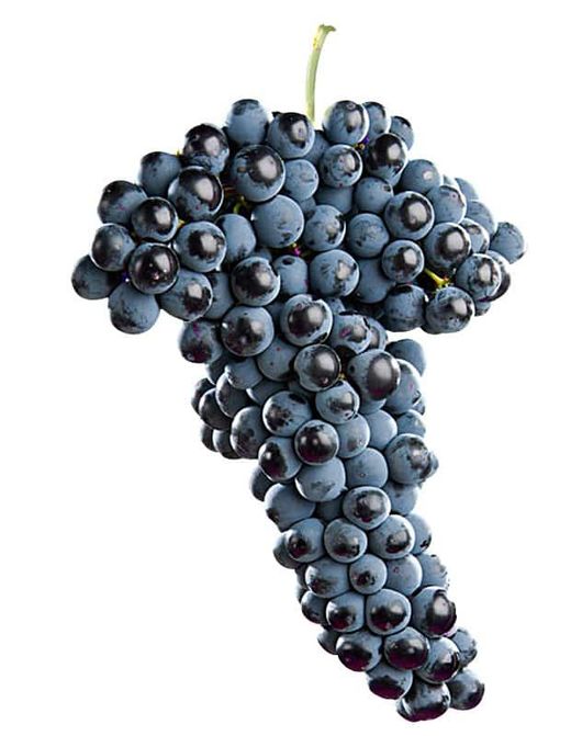 Cepa Pie Bajo - uva para vino C-19 Tempranillo