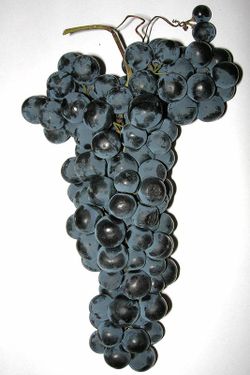 Cepa Pie Bajo - uva para vino C-19 Tempranillo