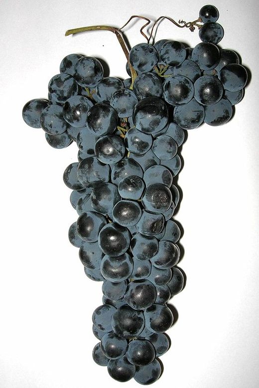 Cepa Pie Bajo - uva para vino C-19 Tempranillo