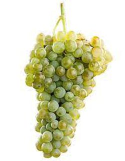 Cepa Pie Bajo - uva para vino C-19 Verdejo