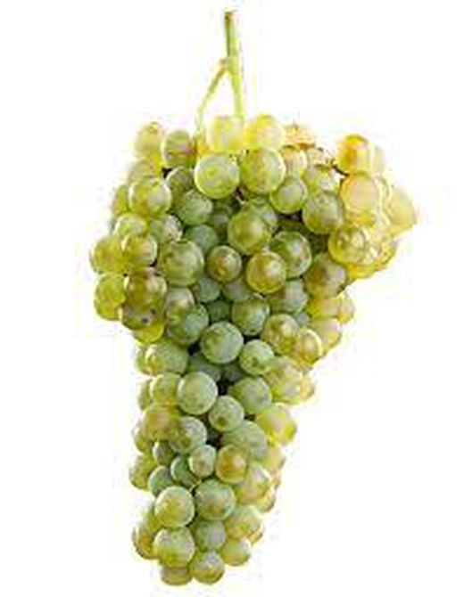 Cepa Pie Bajo - uva para vino C-19 Verdejo