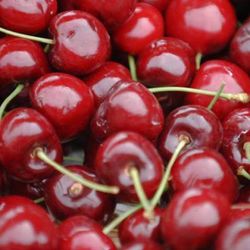 CEREZO 4-70 Prunus cerasus  4/6 C-19