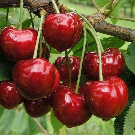 Cerezo Bella De Pistoia C-42  ITALIA