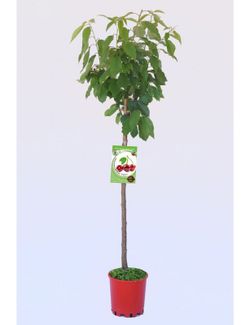 CEREZO BING Prunus cerasus  4/6 C-19