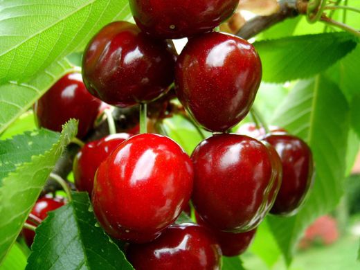 CEREZO BING Prunus cerasus  6/8 C-25