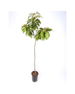 CEREZO BURLAT Prunus cerasus  4/6 C-19