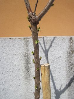 CEREZO BURLAT Prunus cerasus  4/6 C-19