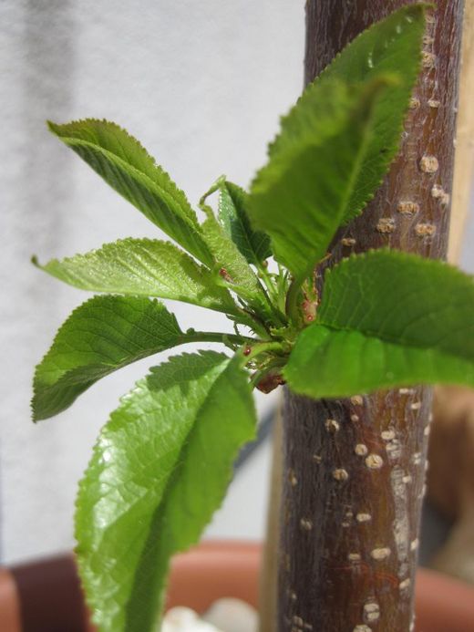 CEREZO BURLAT Prunus cerasus 6/8 C-25