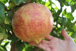 Granado - Punica granatum Mollar de Elche  4/6 C-19