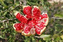 Granado - Punica granatum Mollar de Elche  4/6 C-19