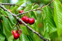 CEREZO CRISTOBALINA Prunus cerasus 4/6 C-19