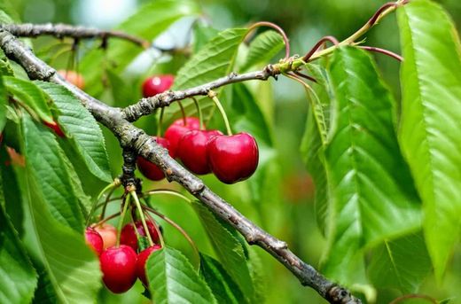 CEREZO CRISTOBALINA Prunus cerasus 4/6 C-19