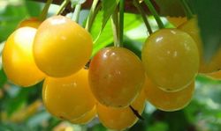 Cerezo Durone Amarillo C-24  ITALIA