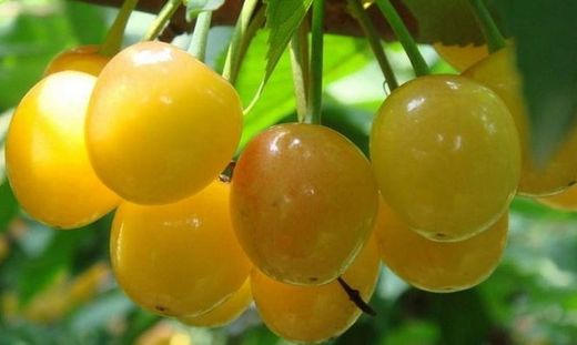 Cerezo Durone Amarillo C-24  ITALIA