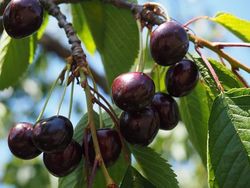 Cerezo Durone Negro Vignola (primeros de junio) CT-42 ITALIA