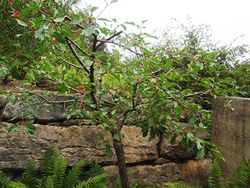 CEREZO GUINDO Prunus cerasus 6/8 C-25