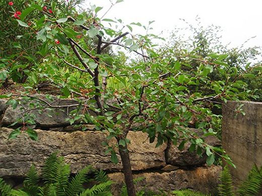 CEREZO GUINDO Prunus cerasus 6/8 C-25