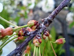 CEREZO GUINDO Prunus cerasus 6/8 C-25