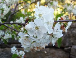CEREZO GUINDO Prunus cerasus 6/8 C-25