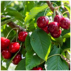 CEREZO HEDELFINGER Prunus cerasus  4/6 C-19