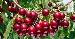 CEREZO HEDELFINGER Prunus cerasus  4/6 C-19