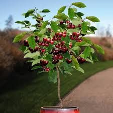 CEREZO HEDELFINGER Prunus cerasus  4/6 C-19