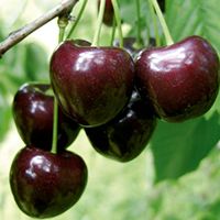 Cerezo Kordia C-24  ITALIA